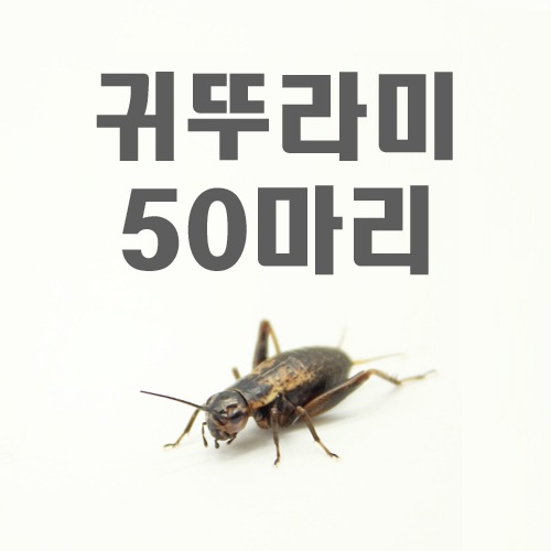 먹이곤충 - 귀뚜라미 50마리