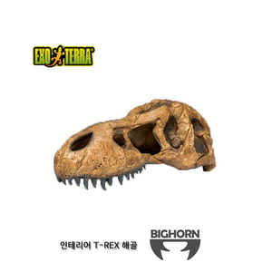 엑소테라 T-rex 티렉스 해골 장식물