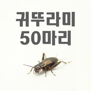 먹이곤충 - 귀뚜라미 50마리